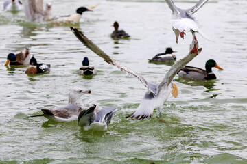 Several seagulls fight for food