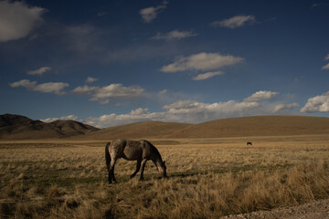 Wild horses south of Dugway Proving grounds, Utah