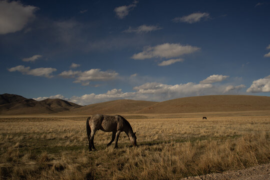 Wild Horses South Of Dugway Proving Grounds, Utah