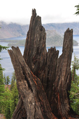 Closeup view of a tree trunk in front of Wizard Island and Crater Lake National Park