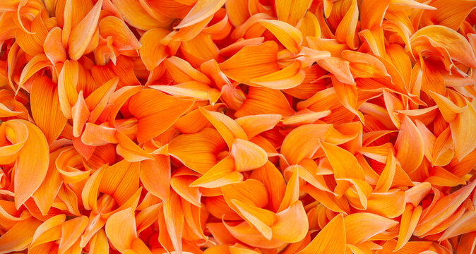 Palash tree's flower pattern(Butea Monosperma) full frame  background, orange flower pattern