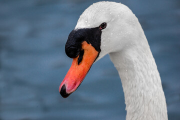 a head shot of swan on the lake