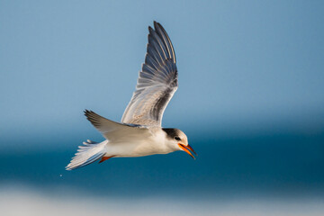 tern in flight over the ocean