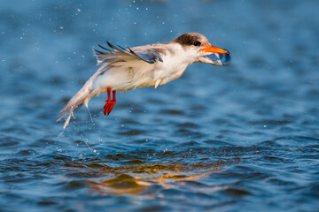 a tern out of water after diving