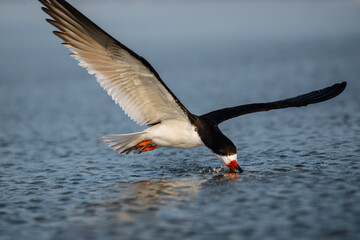 black skimmer catching fish on the ocean