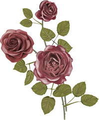 Vintage Roses - Elegant vector flowers