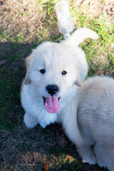 Obraz premium Golden Retriever Puppies