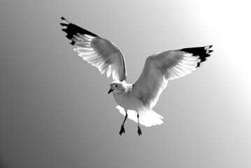  a flying seagull with the sun behind
