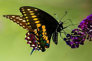 side  view  of a swallow tailed butterfly on a butterfly bush