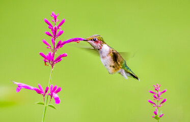 ruby-throated hummingbird feeding on hummingbird mint flowers