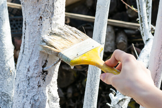 Young female hand is whitewashing fruit trees trunks. Way of protection from heat and sun. Painting young fruit trees by water-based latex paint for introduction of disease, insects and fungus.