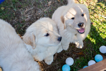 Golden Retriever Puppies