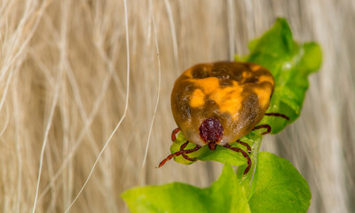Mite insect sitting on a dog's fur. Tick-borne encephalitis epidemic. Season ticks in park areas and forests. Background made from animal fur with copy space for text, long banner.