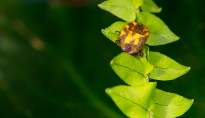 Mite insect sitting on a green plant, waiting for its prey. Tick-borne encephalitis epidemic. Season ticks in park areas and forests. Background from plants with copy space for text, long banner.