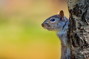 a squirrel on tree trunk with color background in autumn
