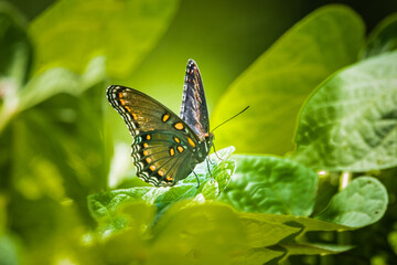 butterfly on a flower