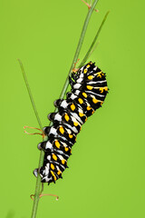 a swallow butterfly caterpillar on a twig with green background