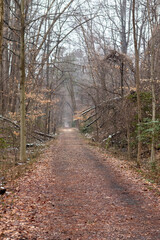path in the forest