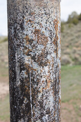 Rusty Pillar