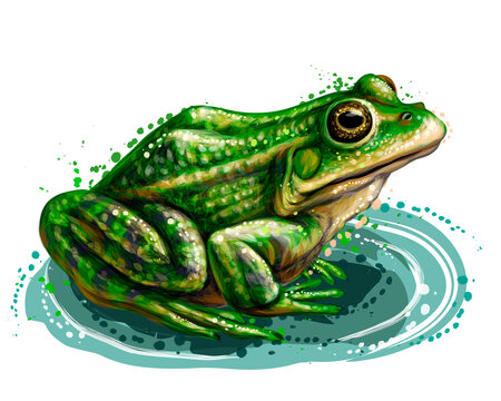 Frog. Color, graphic, vector portrait of a frog on a white background in watercolor style.