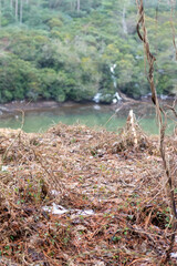 stream in the forest
