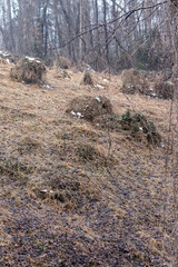 forest in the autumn