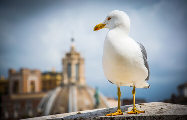 Una gaviota contempla la ciudad de Roma desde lo alto del 