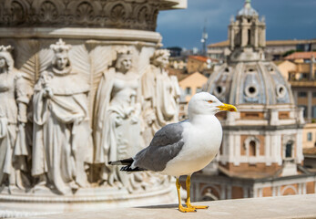 Una gaviota contempla la ciudad de Roma desde lo alto del "Altar de la Patria", en Roma