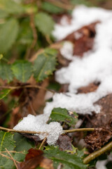 snow on the ground