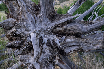 roots of a tree