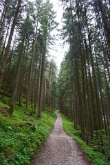 Fototapeta premium Hiking trail in a forest of the Alps
