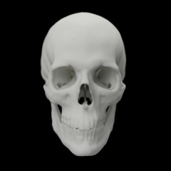 human skull head of a man, anatomical model in photo studio