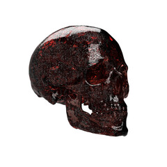 human skull head of a man, anatomical model in photo studio