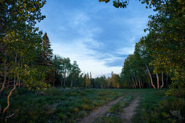 Sunset forest overlooking Strawberry reservoir, Utah  