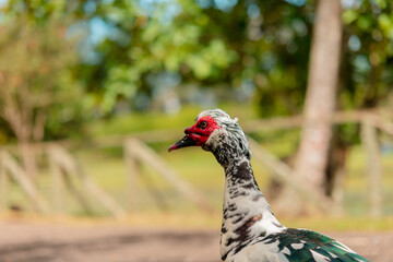 pato de lago
