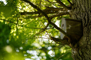 A bird box in a tree.