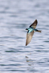 Tree swallow flying low