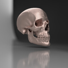 human skull head of a man, anatomical model in photo studio