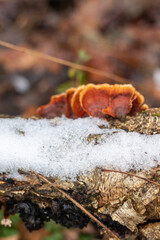 mushroom on the tree