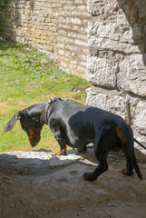 Black and tan dachshund at fortress wall on sunny day