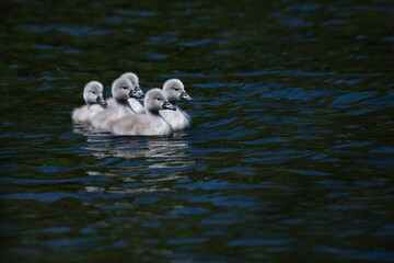 five baby swans, cygnets,   in the lake