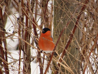 red winged blackbird