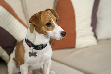 A Jack Russell dog sits on the couch and looks away.Concept: pets live in an apartment with their owners.