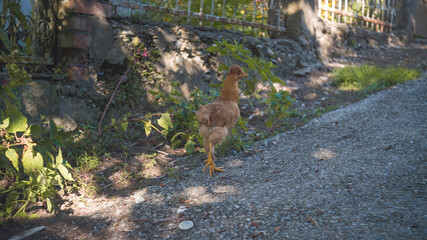 Georgian chicken walks in greenery
