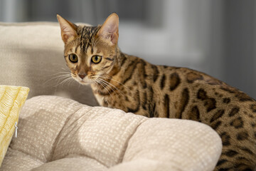 Portrait of a Bengal cat peeking out from behind the back of a sofa, close-up, selective focus.