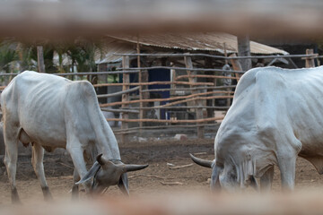Thailand cattle