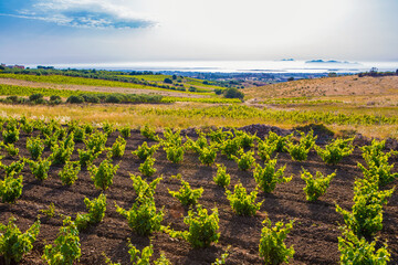 This is the view of the Aeolian islands, with the vineyards in the foreground, Marsala (TP), Sicily