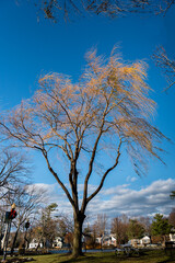 a willow tree in the park in Autumn