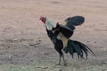 Rooster in Thailand