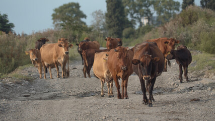 Georgian cows walk along the old bridge